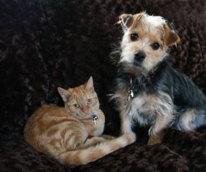 Assurance pour animaux