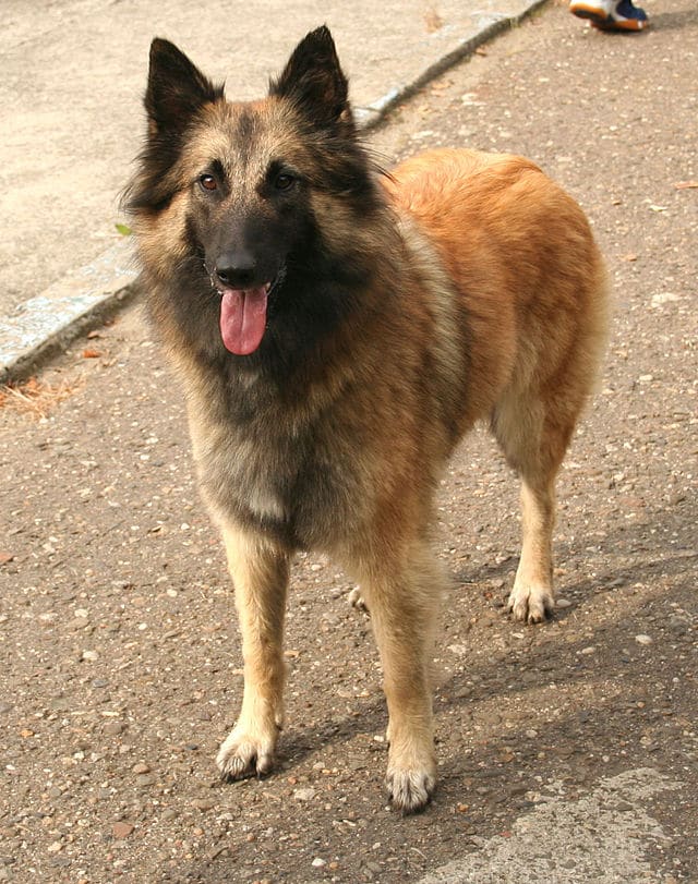 Berger belge tervuren