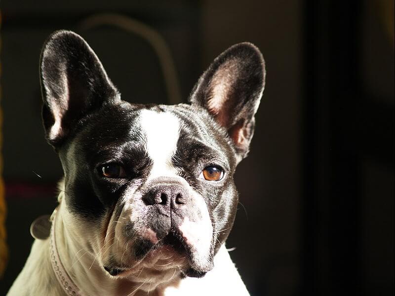 Bouledogue adulte noir blanc