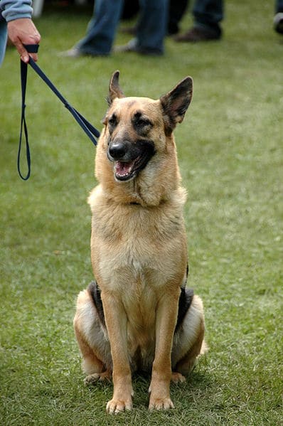 Laisse pour chien