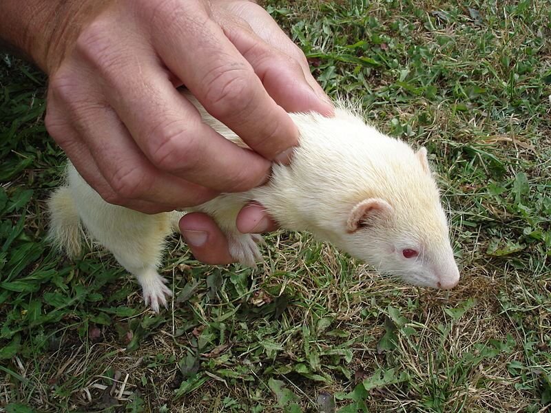 Furet albino