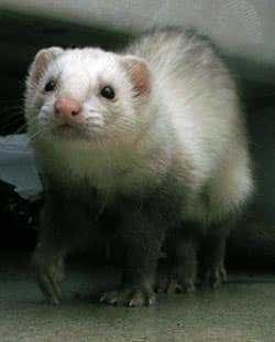 Furet