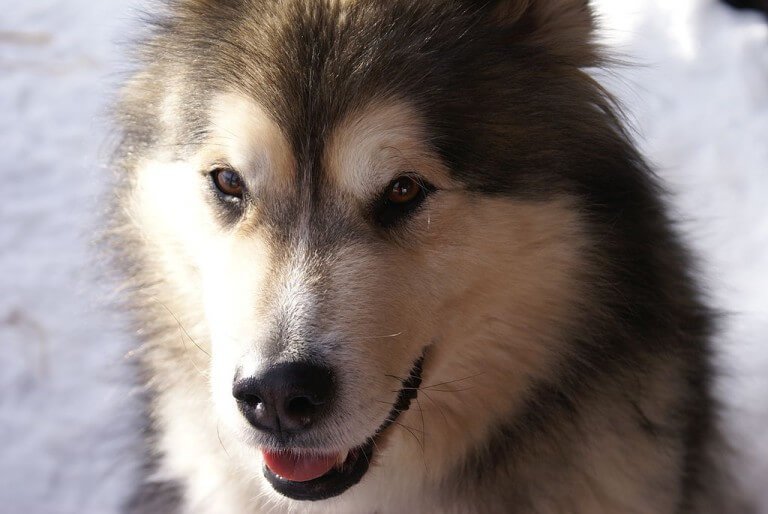 Élevages malamute de l'Alaska Québec chiots à vendre