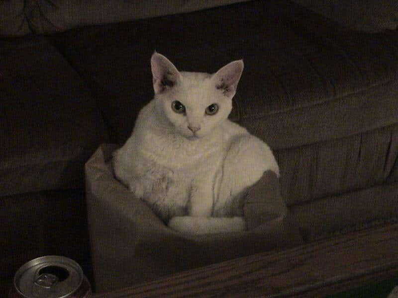 Chat devon rex blanc