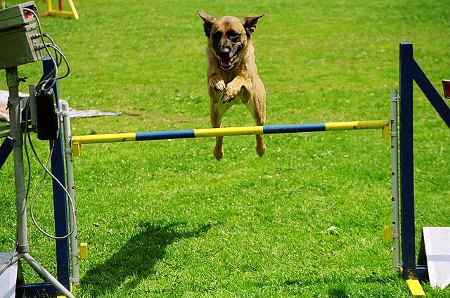 Berger malinois agilite