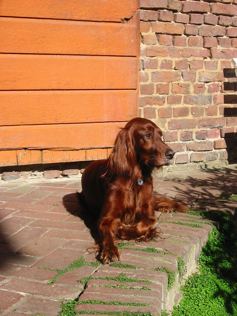 Setter rouge couche