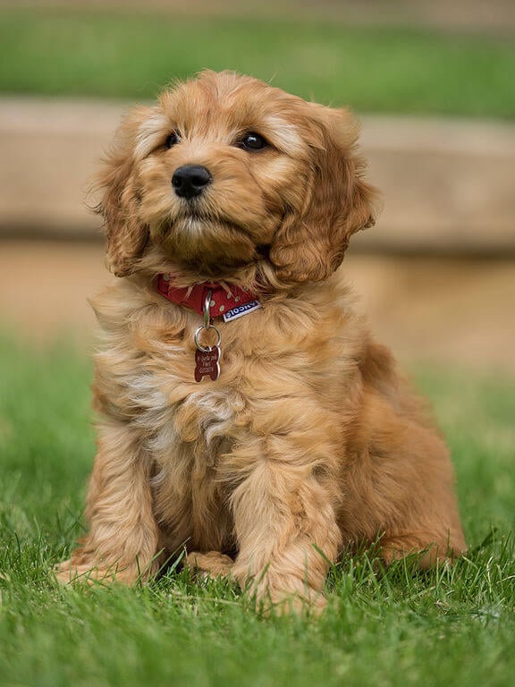 Goldendoodle Standard Ou Miniature Caractère Santé Et