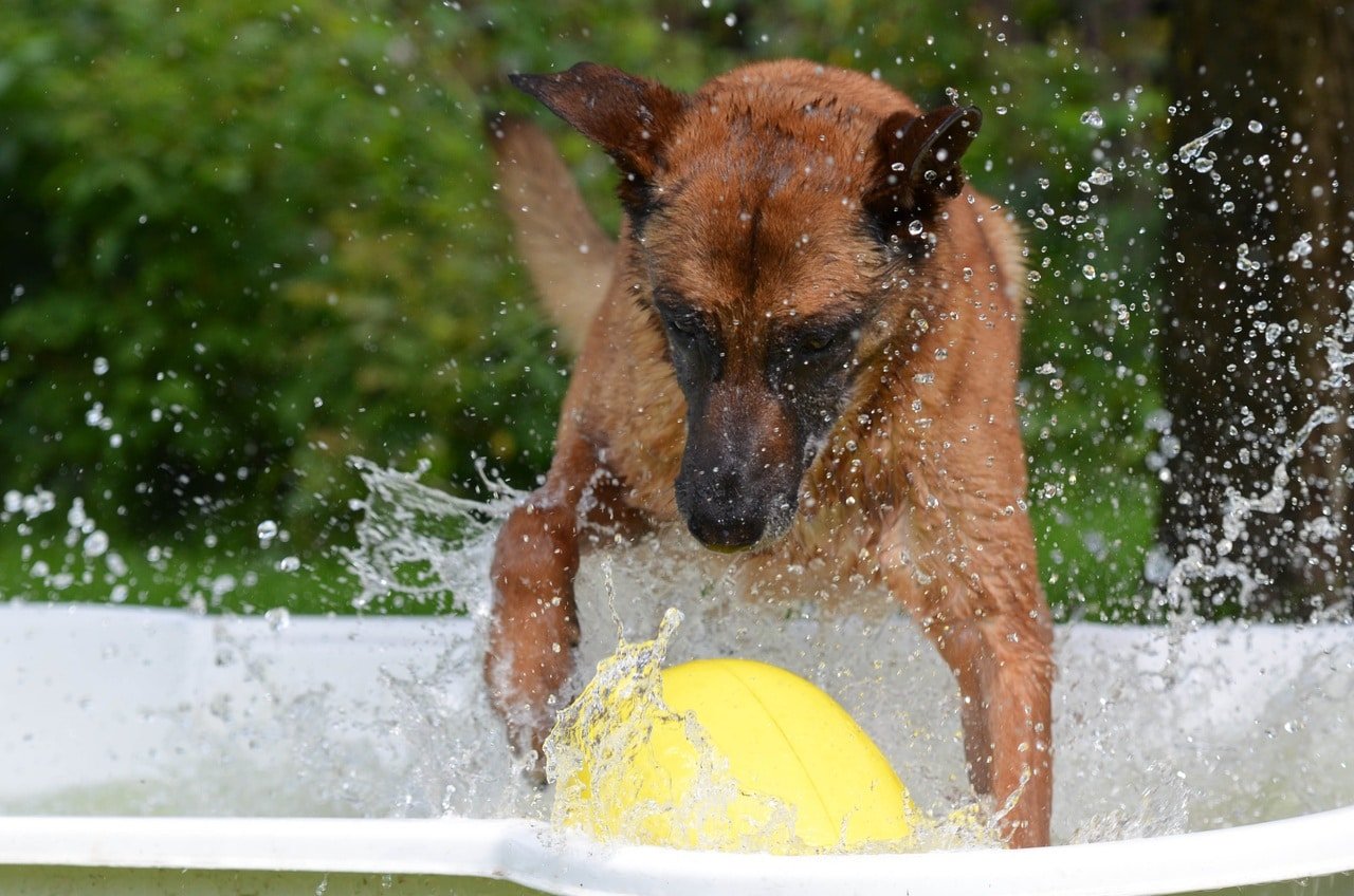 Chien ete chaleur canicule