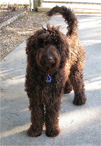 Labradoodle Caractère éducation Santé Et Photos