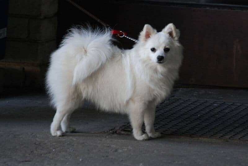 Volpino italien chien lettre V