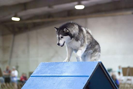 Agility chien de l'Alaska