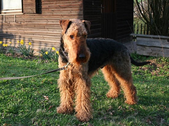 Airedale terrier feu noir