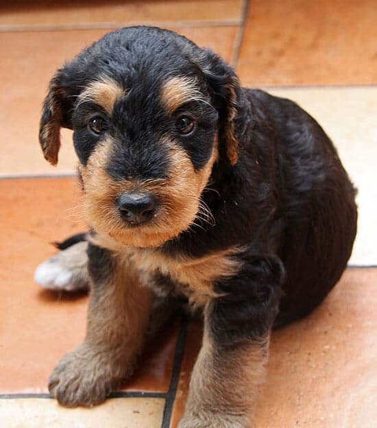 Chiot airedale terrier