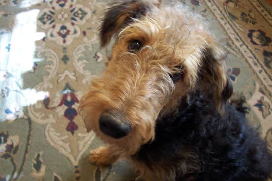Regard chien airedale