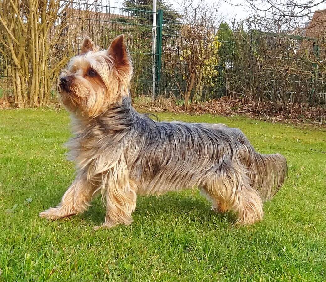 Yorkshire terrier Caract re ducation Et Conseils Yorkshire terrier Caract re ducation Et Conseils