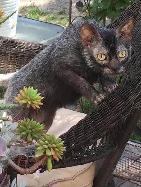 Chat lykoi eleveur