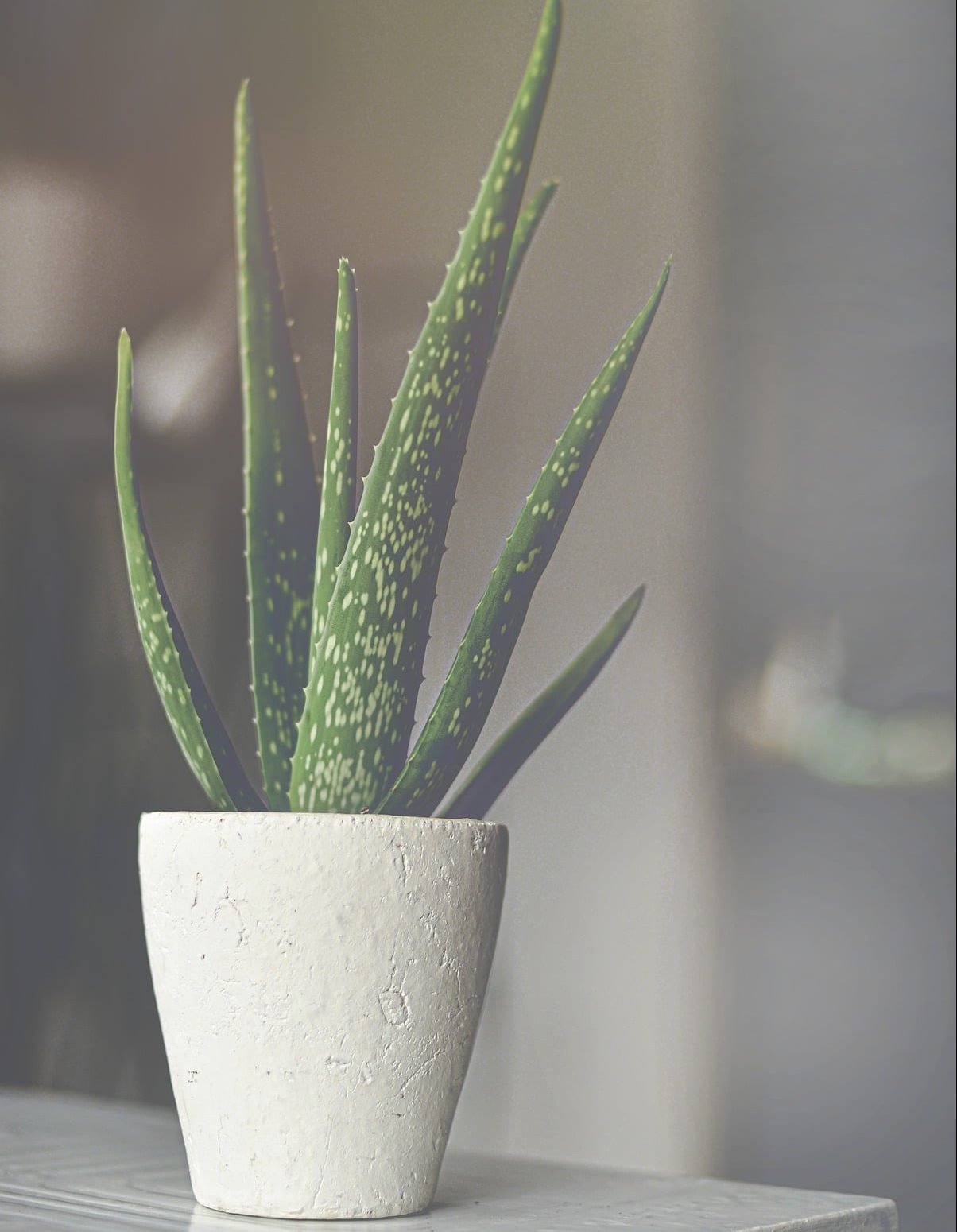 Aloes toxique chat chien