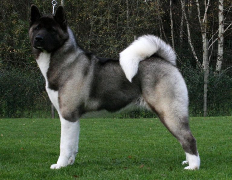 levages-akita-am-ricain-qu-bec-chiots-vendre-2024