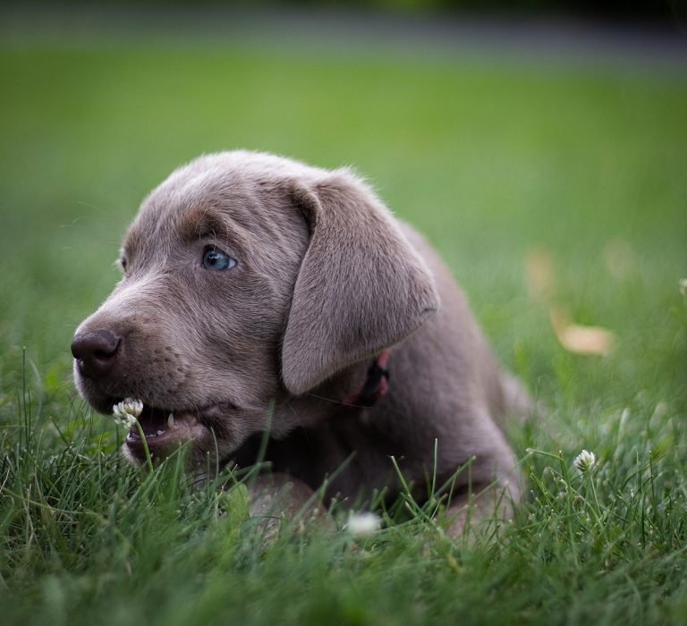Labrador Retriever Adoption Canada - Rescue & Rehoming [2024]