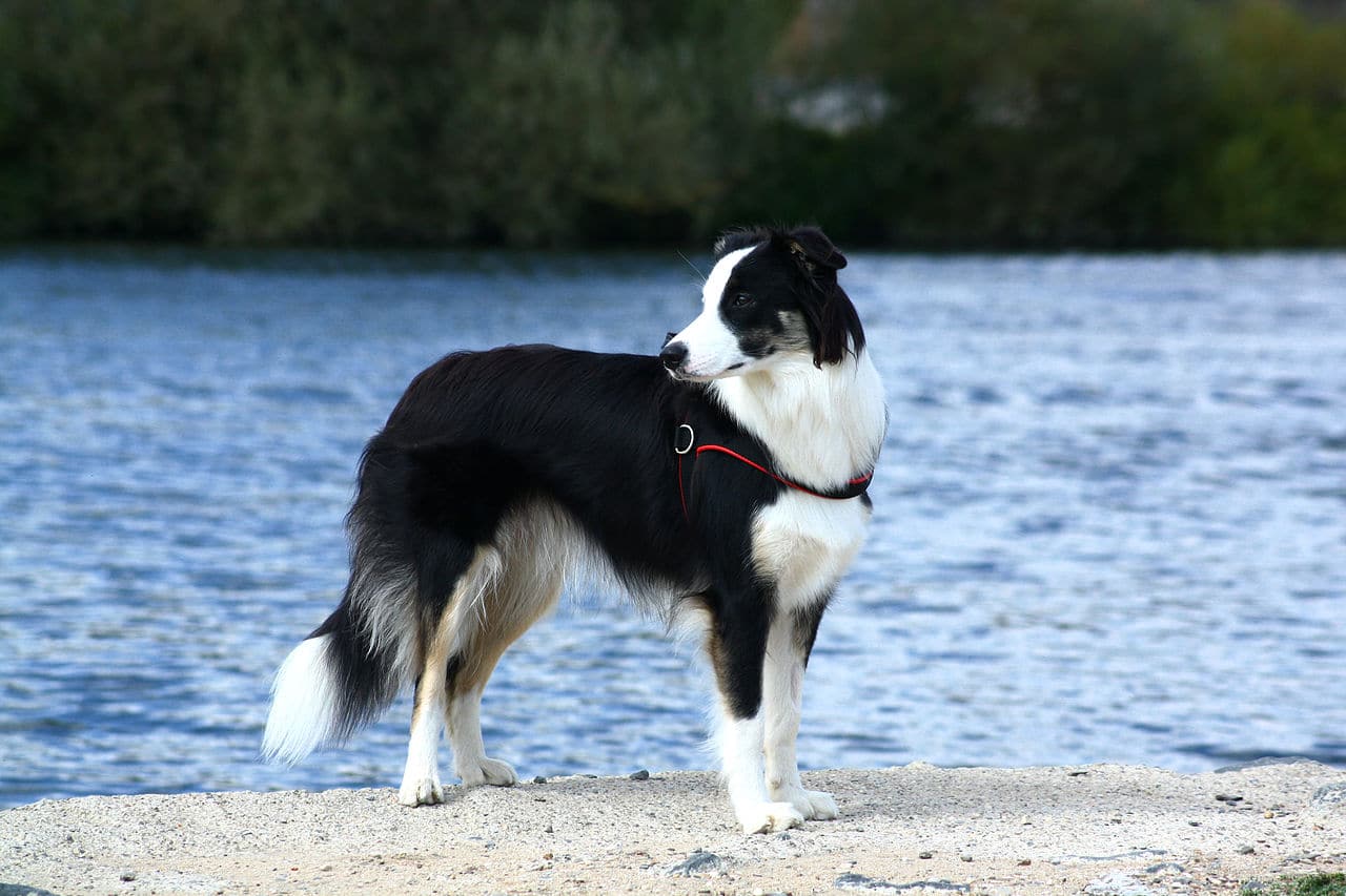 Border collie a donner en adoption