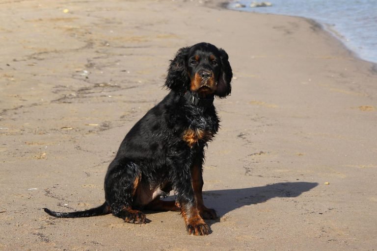 Setter gordon à donner : adoption et rescues Québec [2024]