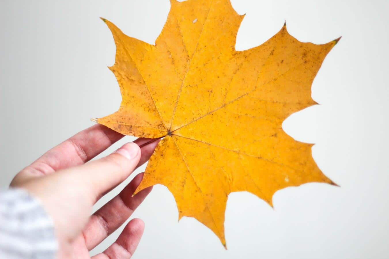 Chien feuilles mortes