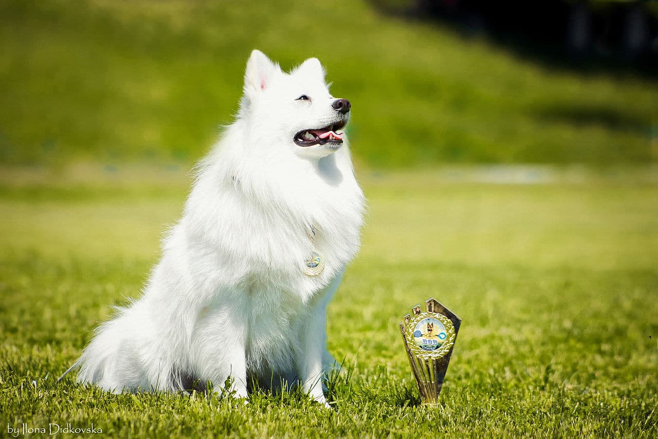 Eleveur spitz japonais