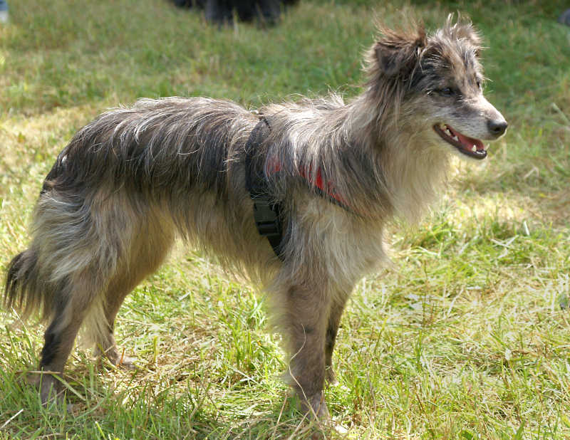 Berger des pyrenees a donner en adoption