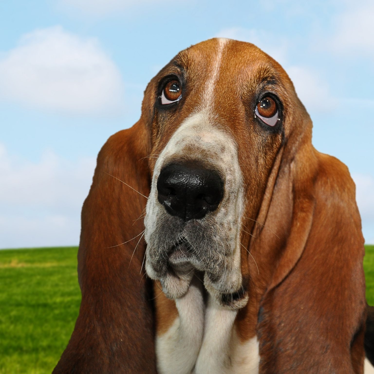 Basset Hound Price Canada - Full Costs Infos [2024]