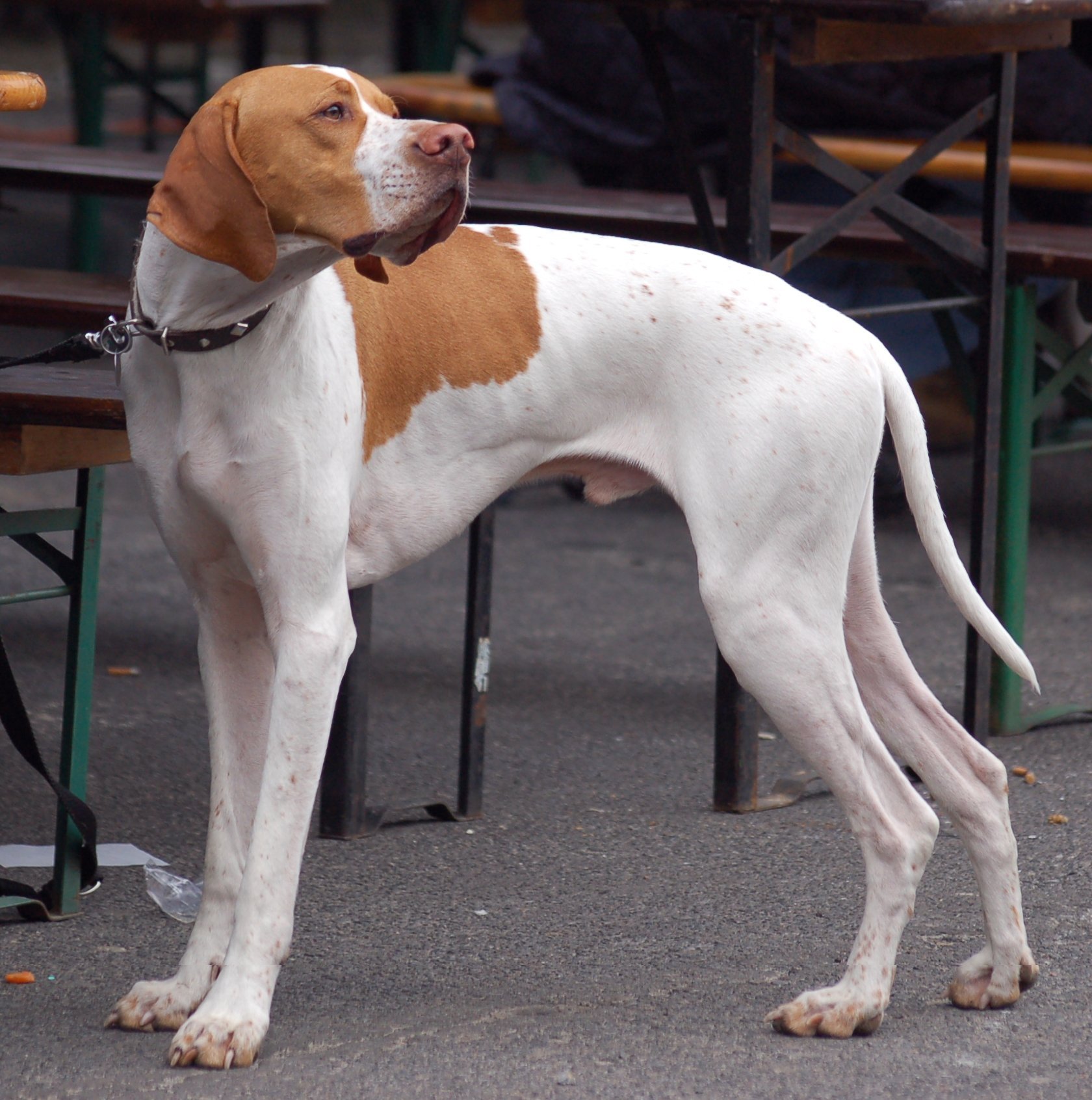 Couts pointer anglais