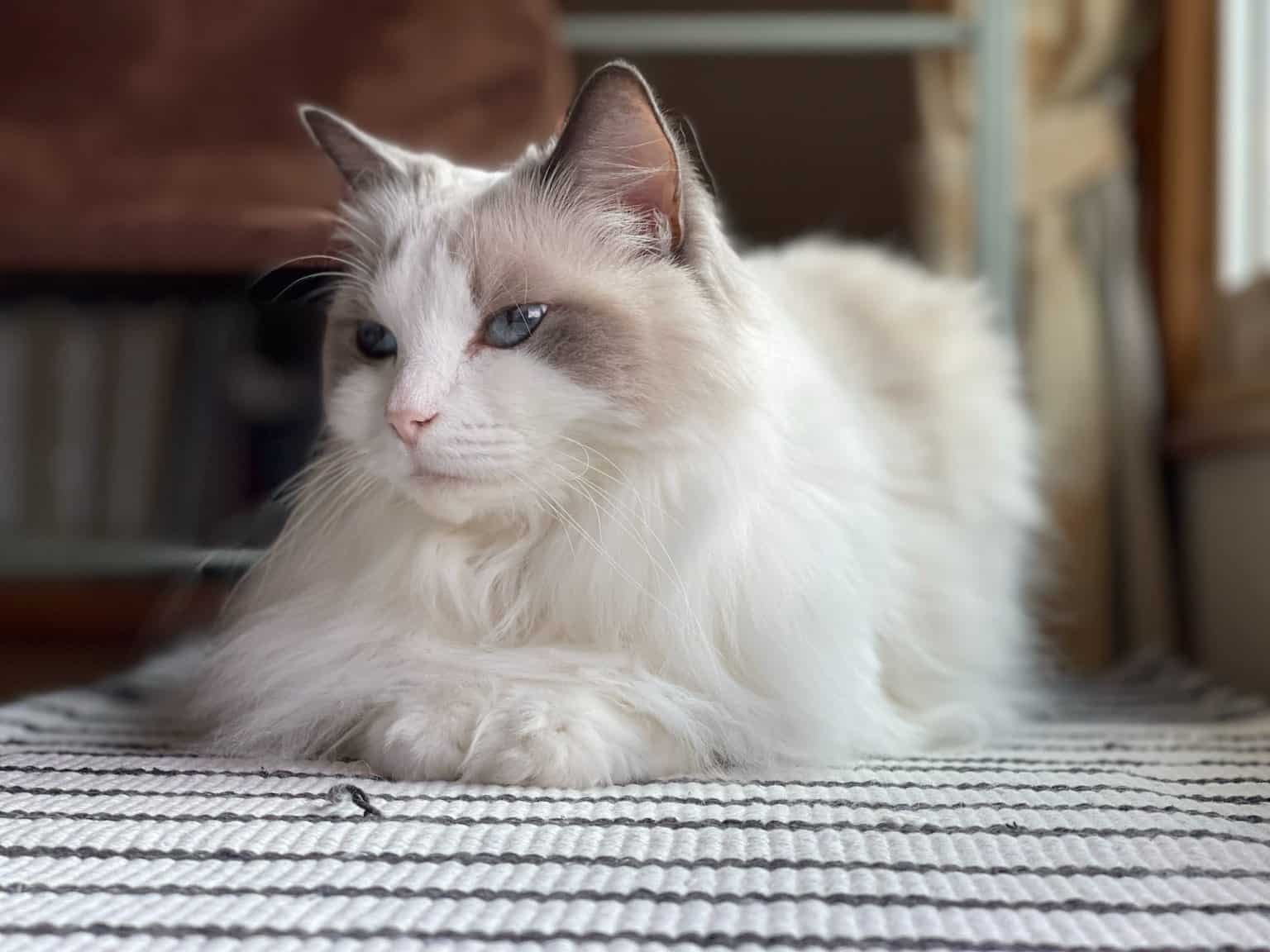 Élevages chat ragdoll Québec - chatons à vendre [2024]