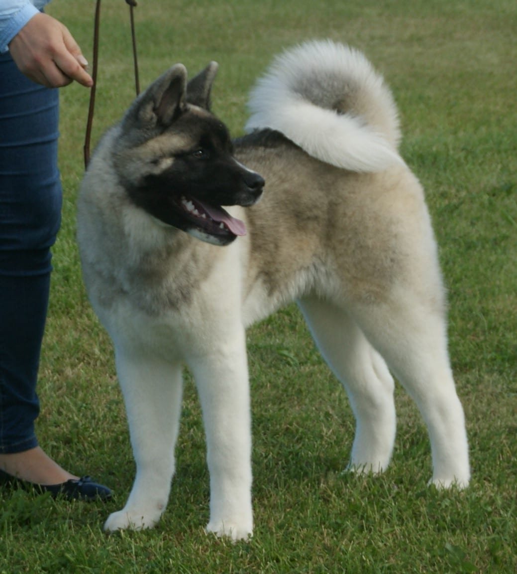 Akita americain chien eleveur