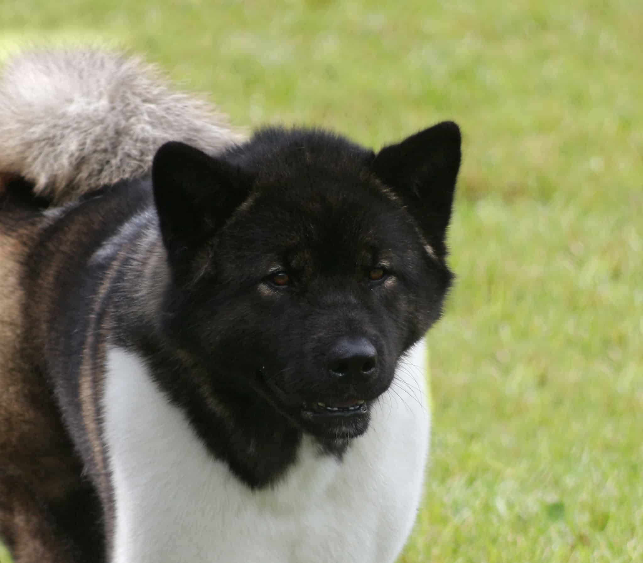Elevage d'akita