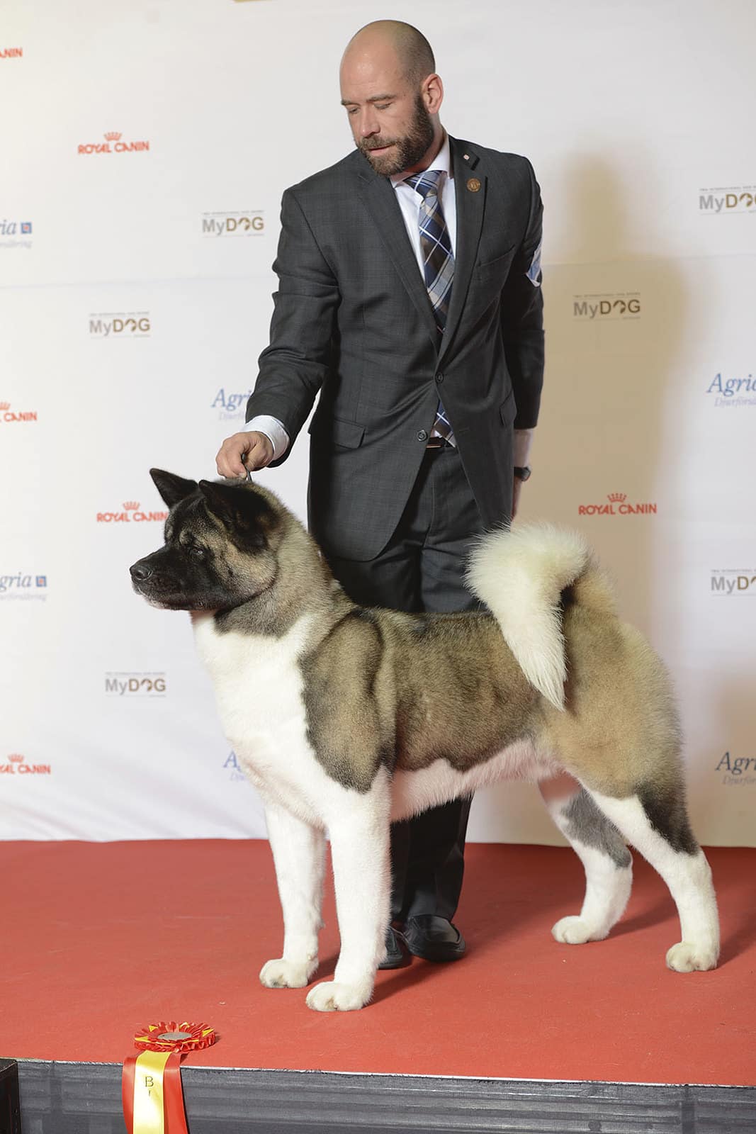 Exposition canine chien akita americain